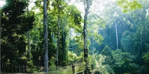 云南8个“国字号”森林公园 无与伦比的美丽