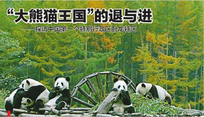 “大熊猫王国”的退与进 ——探访汶川卧龙特别行政区